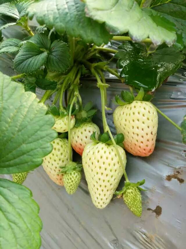 广西壮族自治区钦州四季草莓苗种苗价格_农业