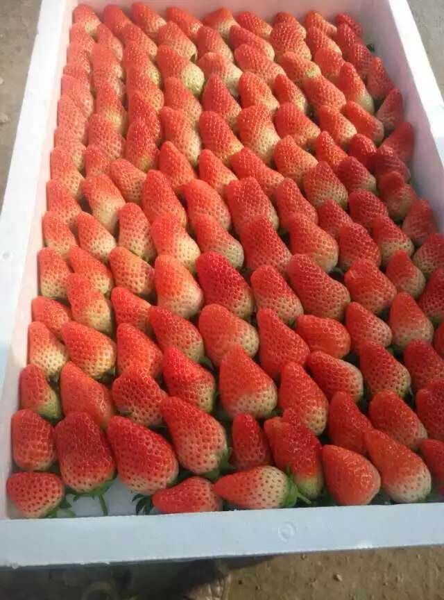 云南普洱甜心一号草莓苗一亩地栽多少