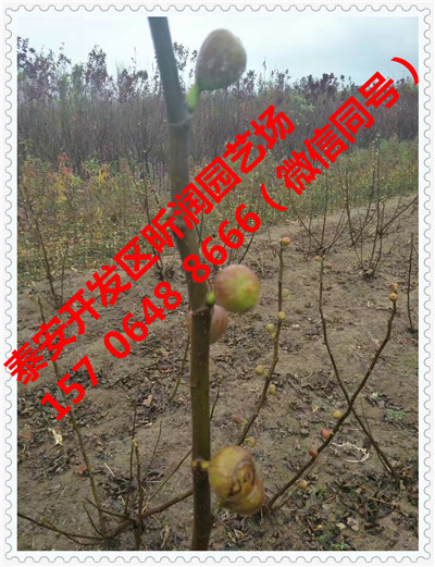 江苏新沂丰满红树莓苗基地(新闻)欢迎来电咨询