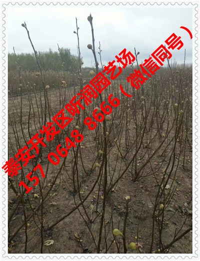 江苏新沂丰满红树莓苗基地(新闻)欢迎来电咨询