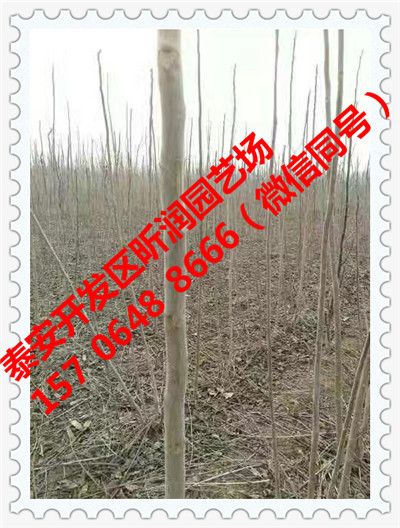 江苏江阴加工红树莓苗基地(新闻)请致电15706