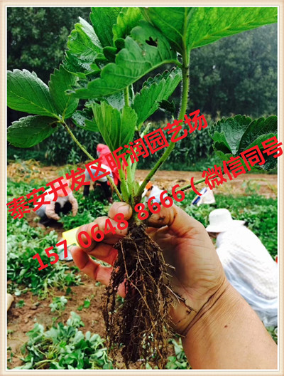 江苏镇江秘宝草莓苗种植方法(新闻)请致电157