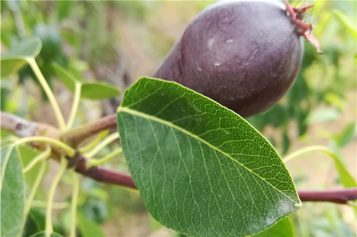 揭阳品种钱德勒蓝莓苗多少钱一棵